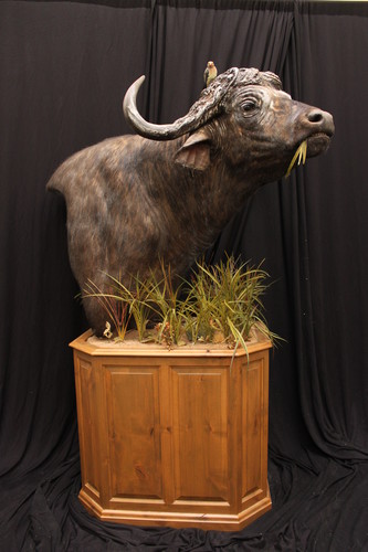 Image of an elongated taxidermy pedestal base from McGrath Woodworks, product code BEO-3228, from the Bighorn Series