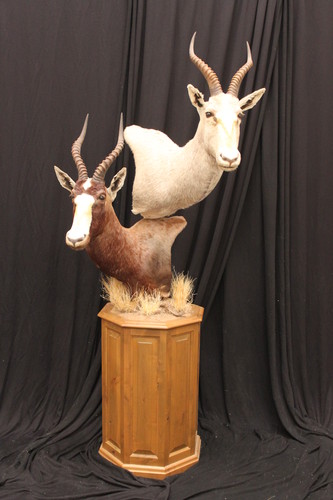 Image of an 18" taxidermy pedestal base from McGrath Woodworks, product code BSO-18, from the Bighorn Series