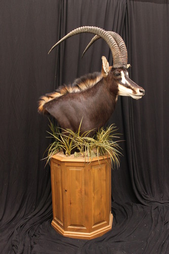 Image of a 22" taxidermy pedestal base from McGrath Woodworks, product code BSO-22, from the Bighorn Series